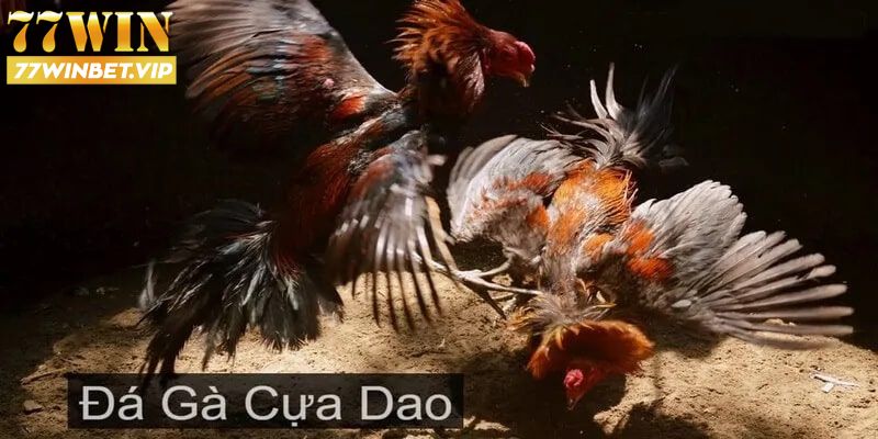 Đá gà cựa dao - Chất lượng phát sóng full hd tại 77win